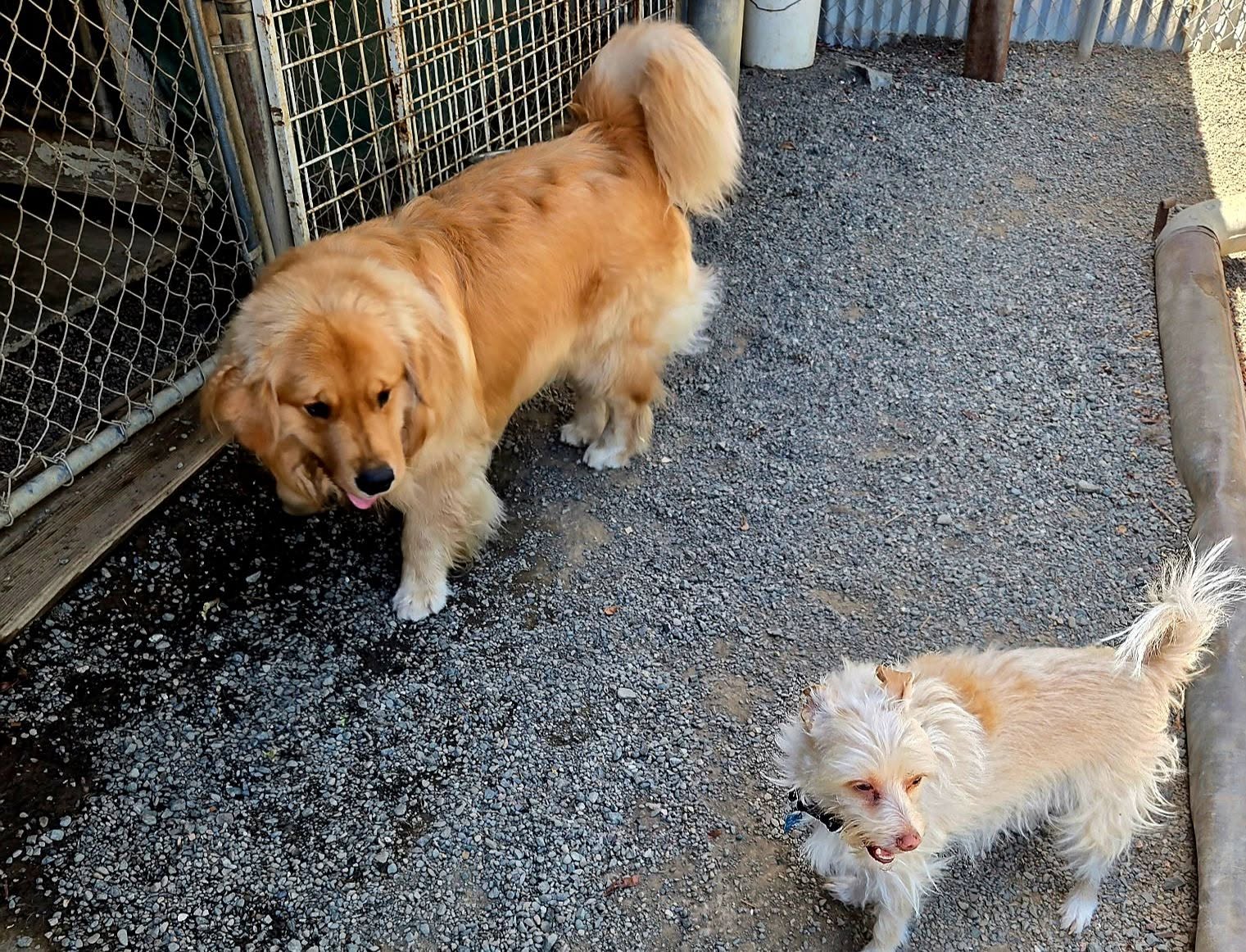 Two dogs spending time outdoors at Highland Springs Kennel