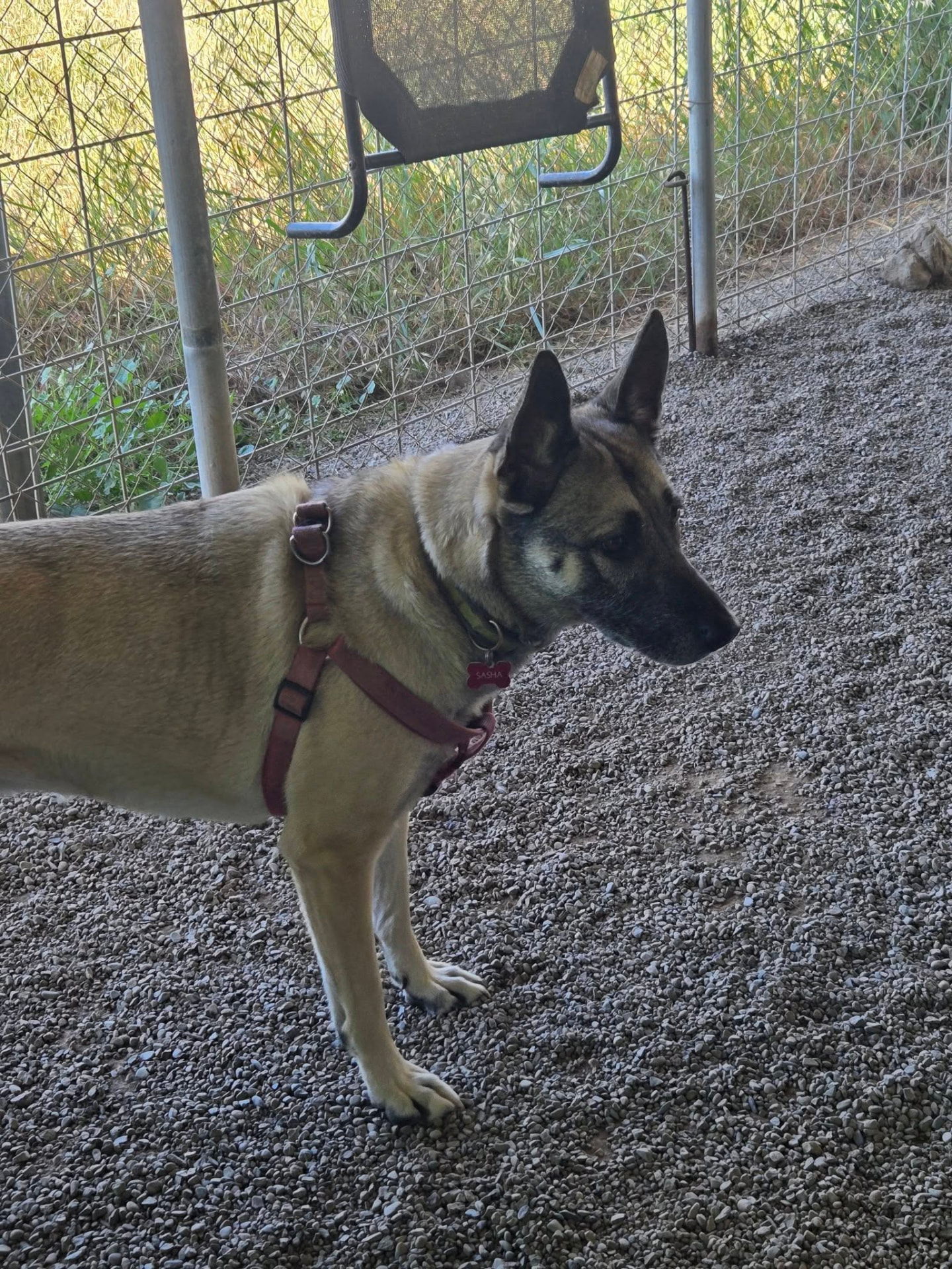 A dog exploring the outdoor kennel area