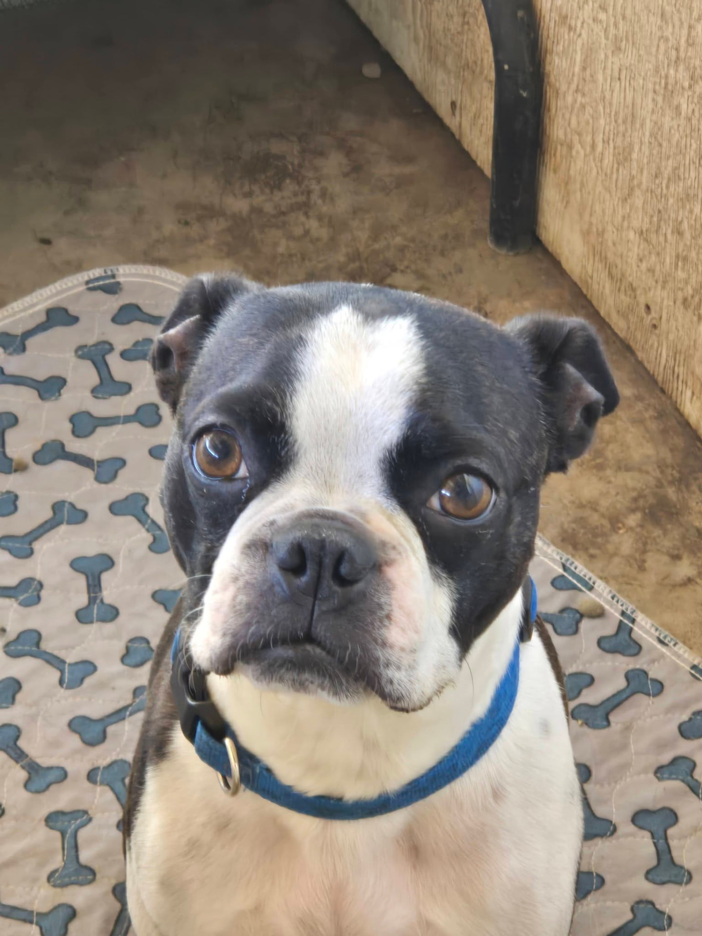 A Boston terrier looking up attentively
