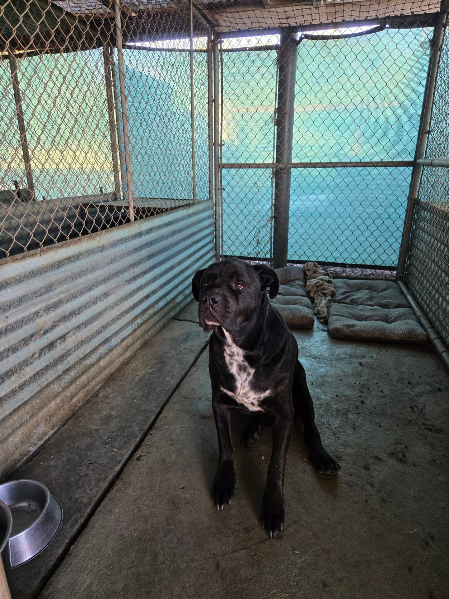 A dog resting inside a sheltered kennel run