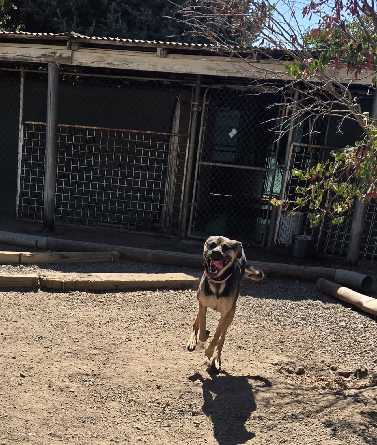 A happy dog running in the kennel yard
