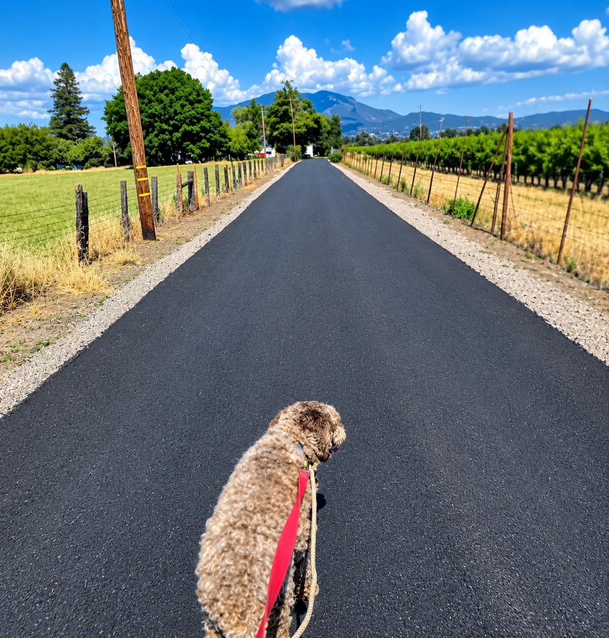 A dog on the paved drive between vineyards with mountains beyond