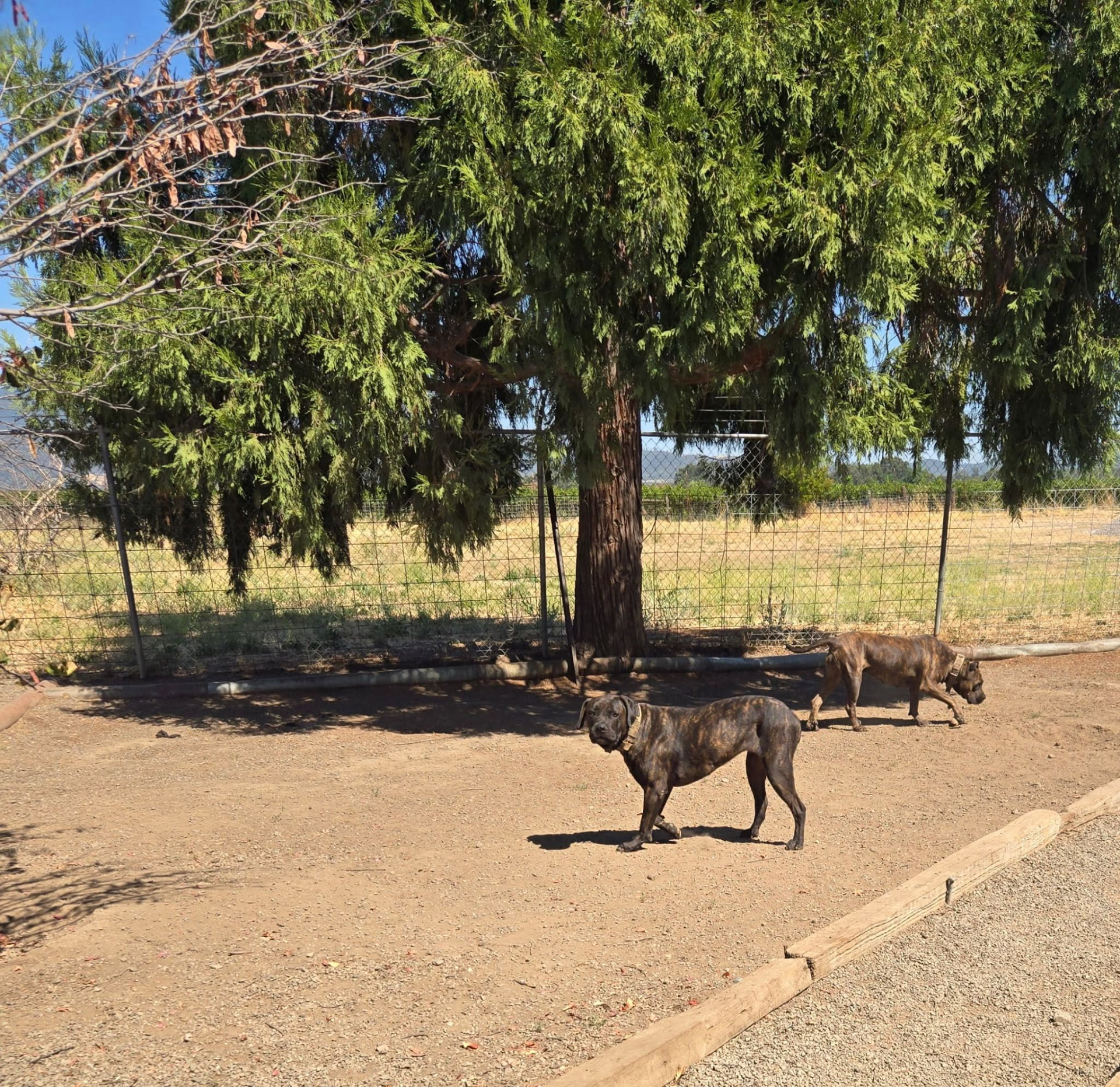 Dogs enjoying the spacious shaded outdoor yard